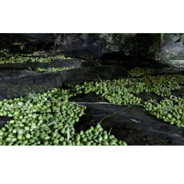 MANTO PARA LA RECOLECCIÓN DE ACEITUNAS, ALMENDRAS Y TODO TIPO DE FRUTOS SECOS.