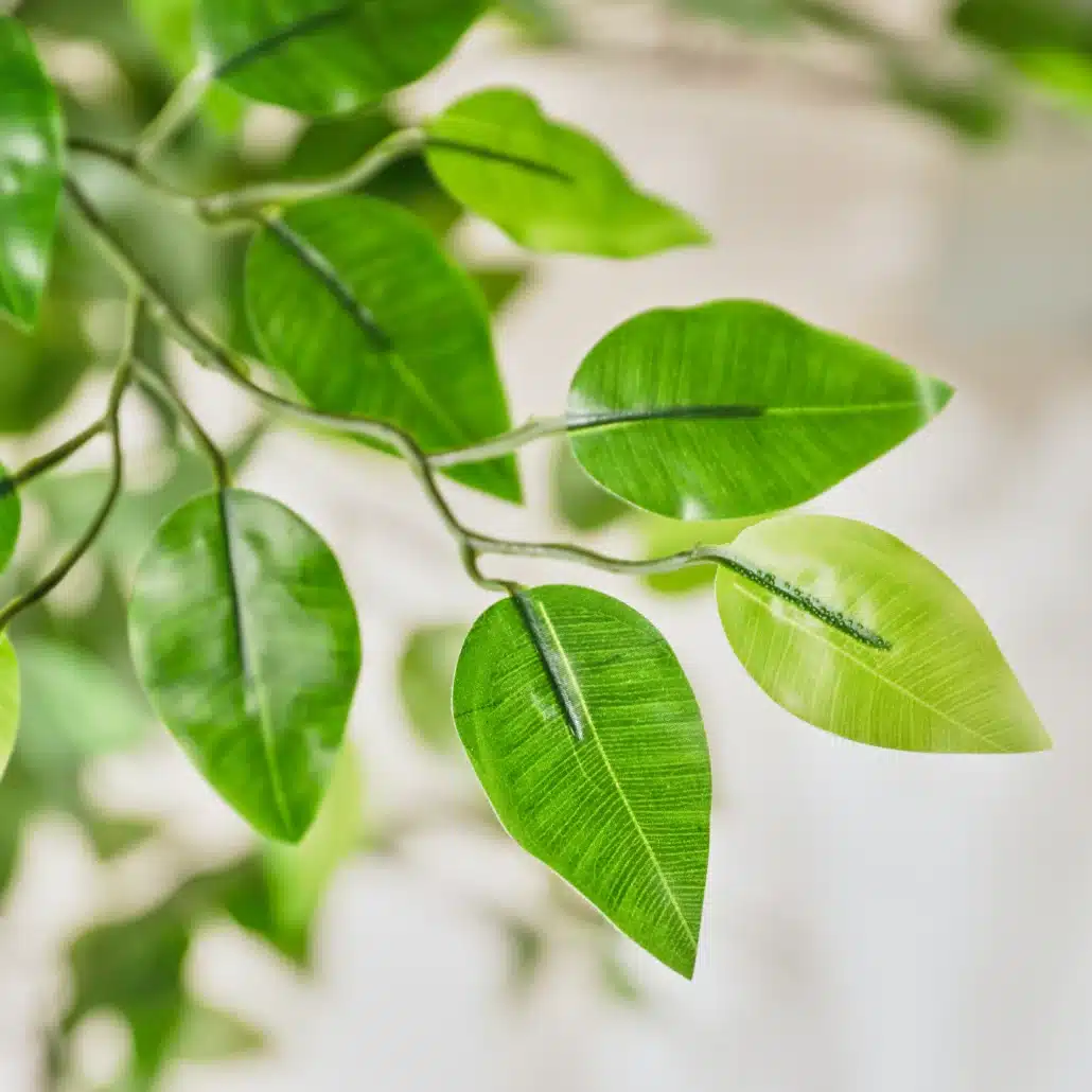 Planta Artificial FICUS Luxe 250 cm - Imagen 2