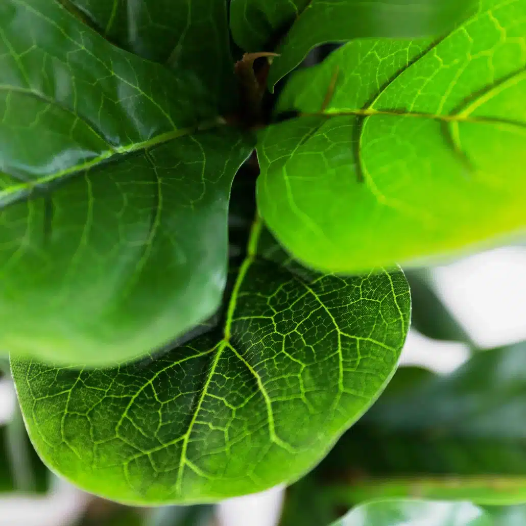 Planta Artificial LIRA Nature 120 cm - Imagen 2