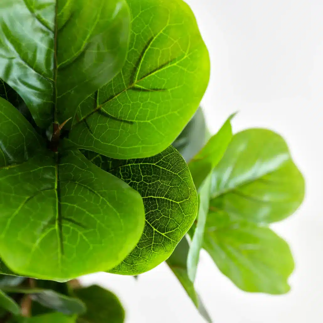 Planta Artificial LIRA Nature 120 cm - Imagen 5