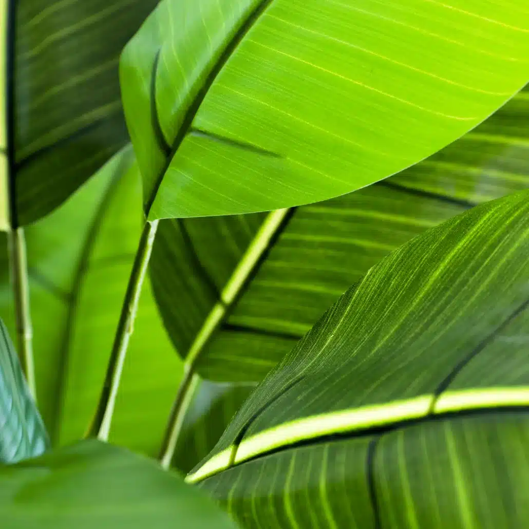 Planta Artificial PLATANERA Nature 120 cm - Imagen 7