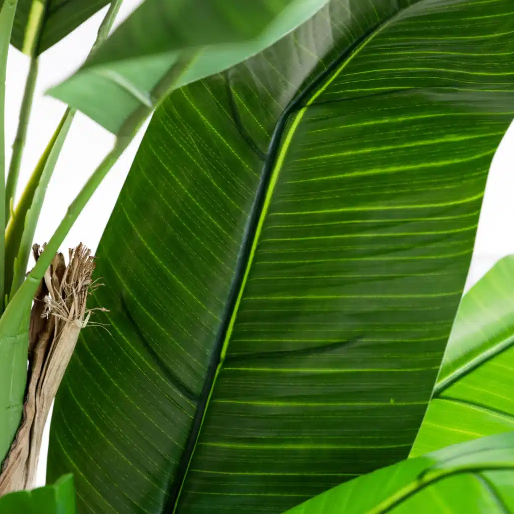 Planta Artificial PLATANERA Nature 180 cm - Imagen 3