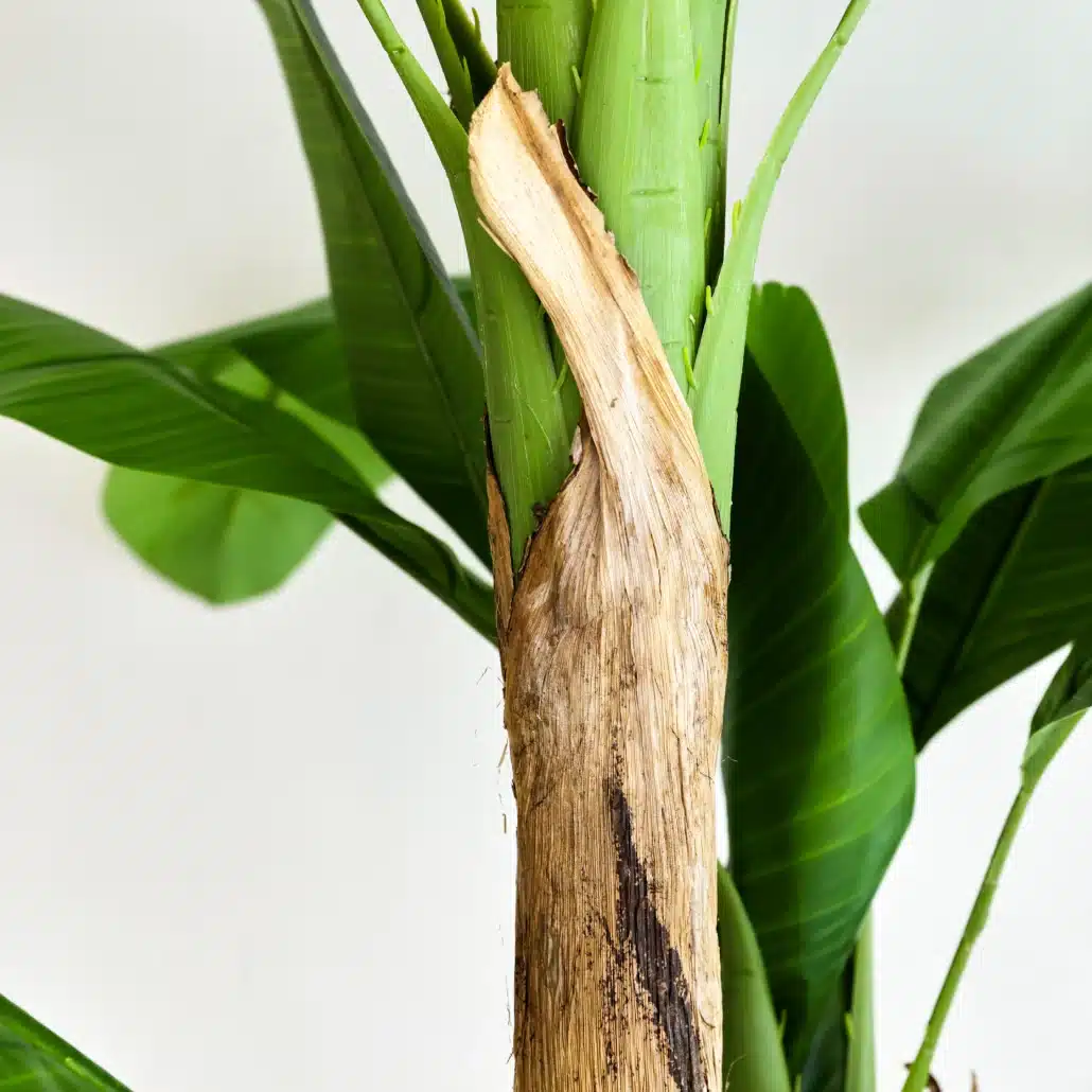 Planta Artificial PLATANERA Nature 180 cm - Imagen 5