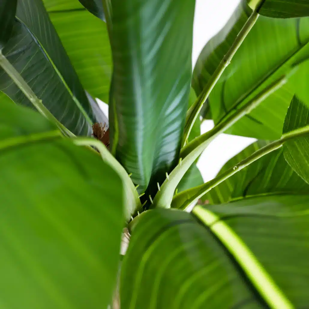 Planta Artificial PLATANERA Nature 120 cm - Imagen 4