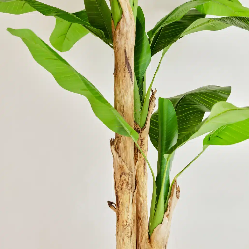 Planta Artificial PLATANERA Nature 180 cm - Imagen 2