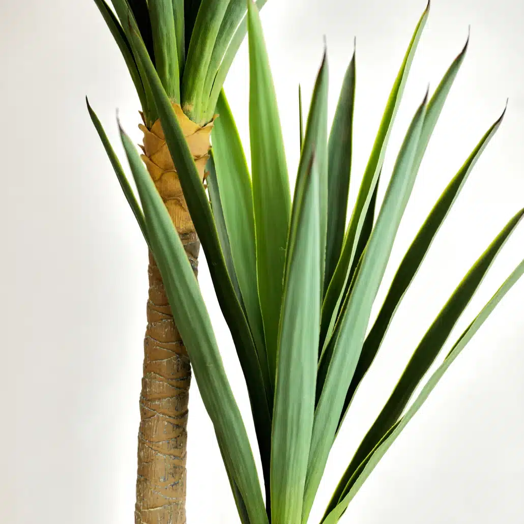 Planta Artificial YUCA Deco 150 cm - Imagen 5